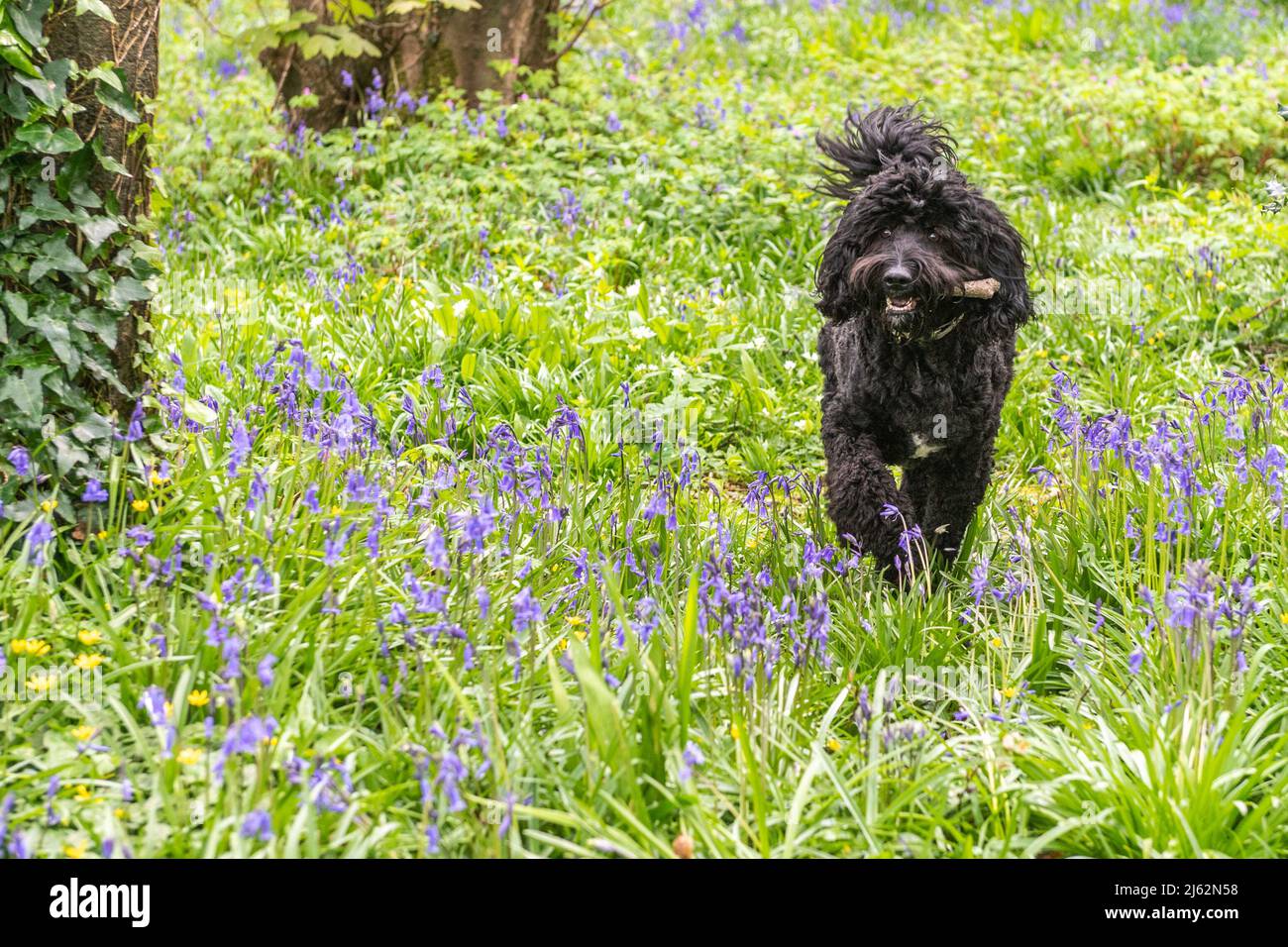 Courtmacsherry, West Cork, Irland. 27. April 2022. Harley, der „Springerdoodle“ von Dillons Cross in Cork, holt heute Nachmittag einen Stock unter den Bluebells in Courtmacsherry Woods. Bluebells blühen normalerweise von Ende März bis Anfang Mai, können aber von Jahr zu Jahr variieren. Quelle: AG News/Alamy Live News Stockfoto