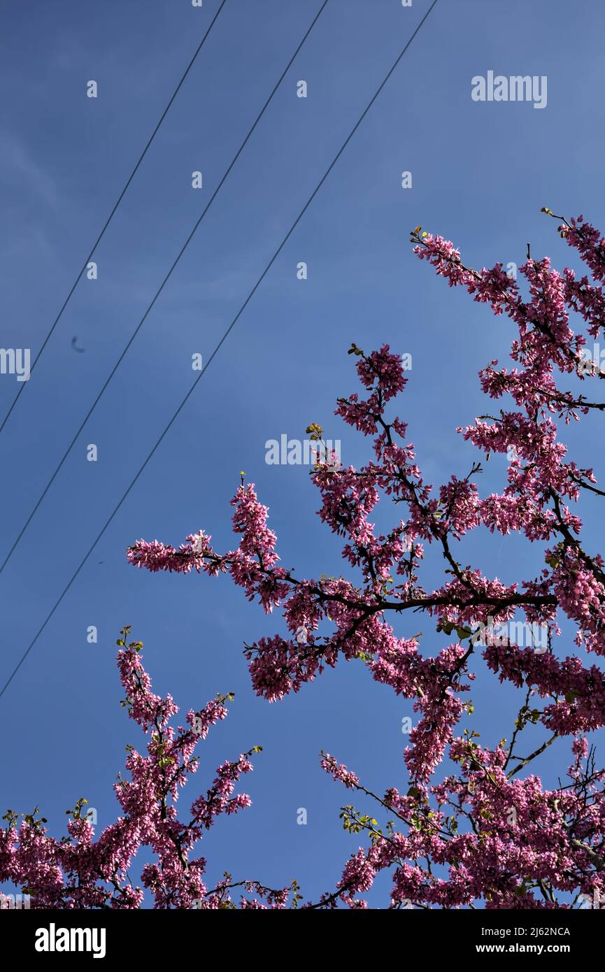 Blühender Redbud-Baum mit dem Himmel als Hintergrund Stockfoto