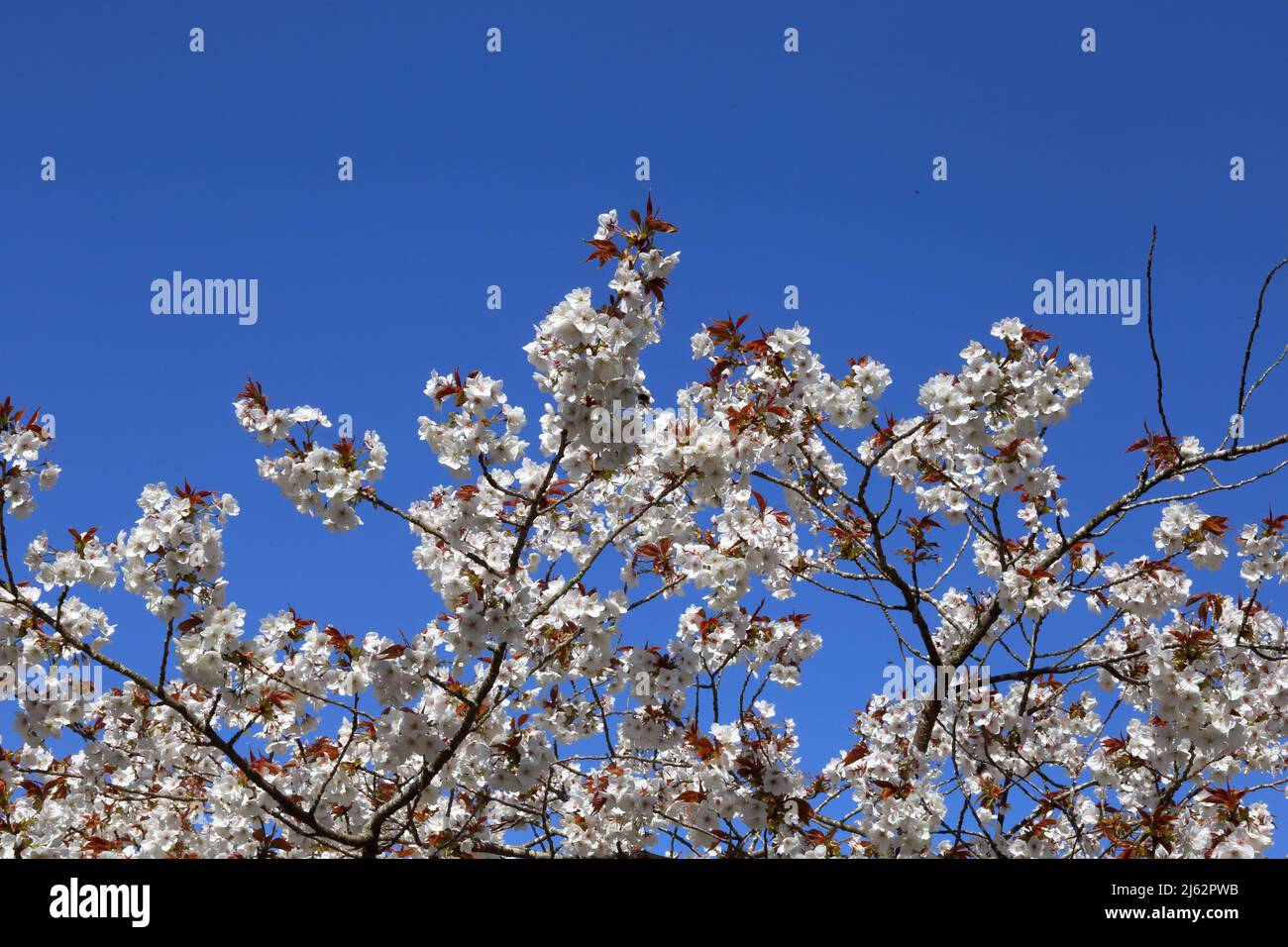 Kirschblüte gegen den lebendigen blauen Himmel. Stockfoto