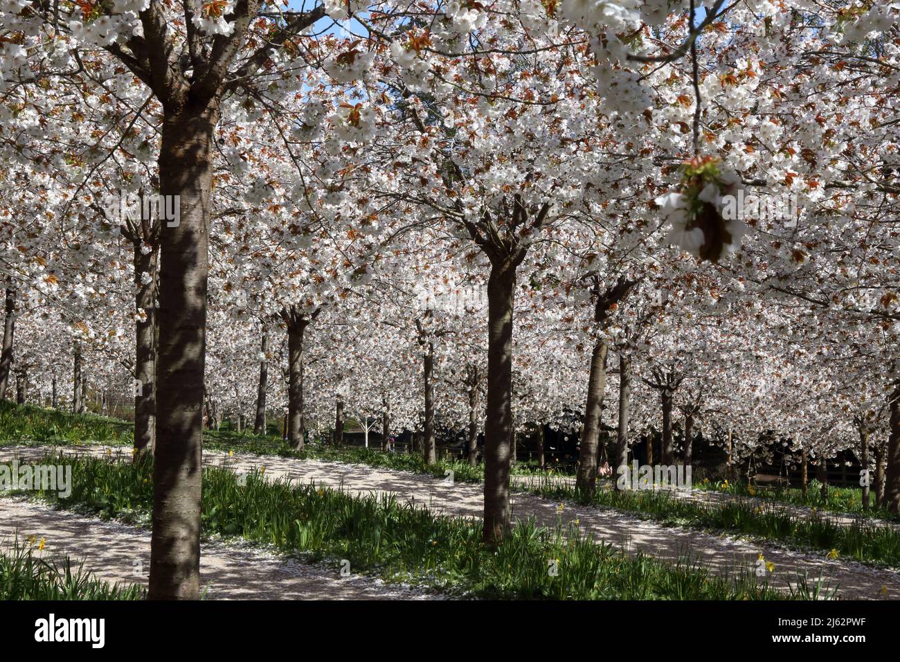 Kirschblüte in den Alnwick Gardens Stockfoto