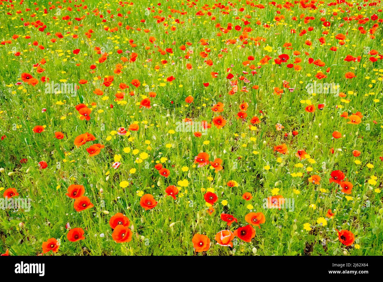 Blühende Mohnblumen in Apulien (Apulien) Italien. Stockfoto