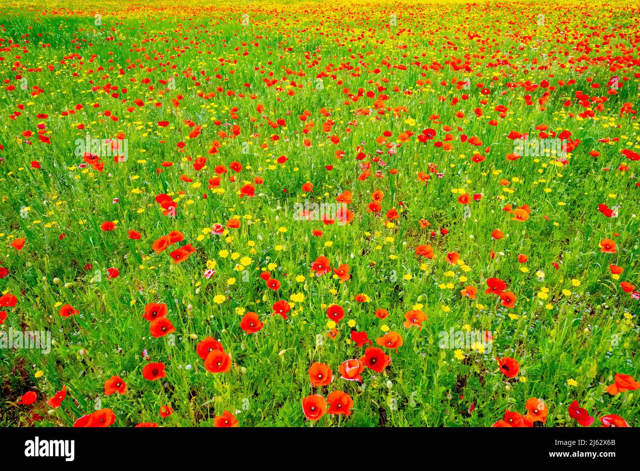 Blühende Mohnblumen in Apulien (Apulien) Italien. Stockfoto