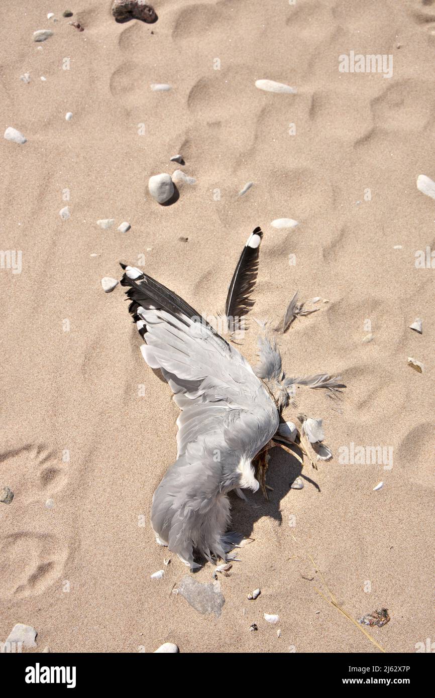 Direkt über Shot of Dead teilweise zersetzte oder gefressene Möwe am Strand Stockfoto