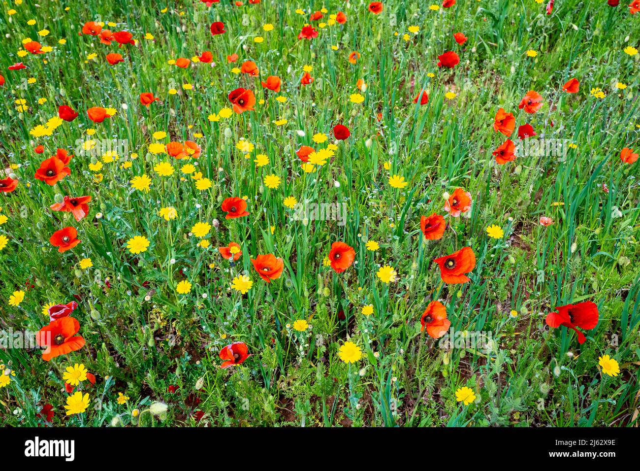 Blühende Mohnblumen in Apulien (Apulien) Italien. Stockfoto