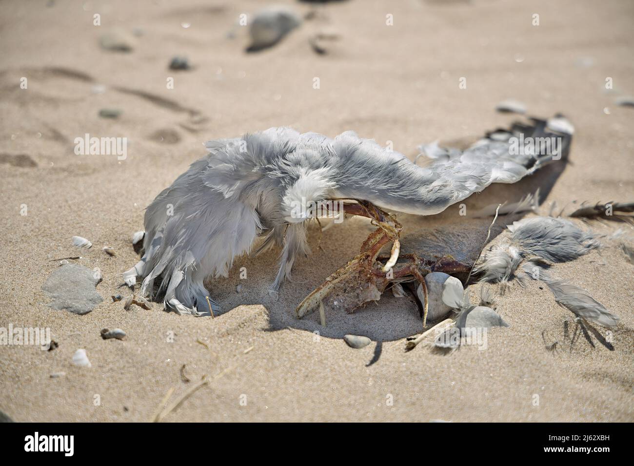Nahaufnahme von Toten teilweise zersetzte oder gefressene Möwe am Strand Stockfoto