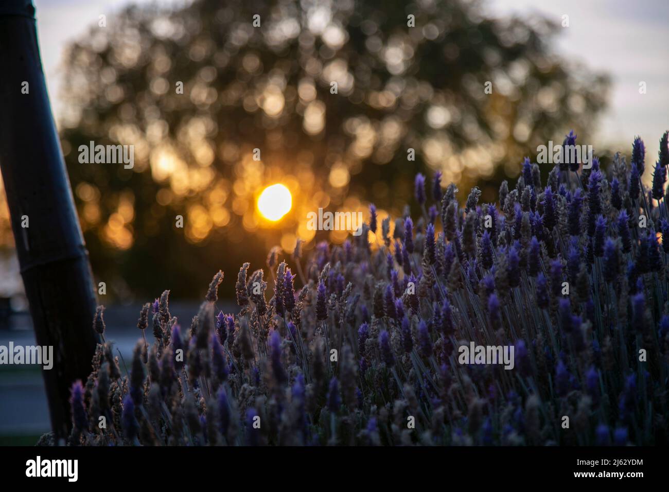 Lavanda Blumen Stockfoto