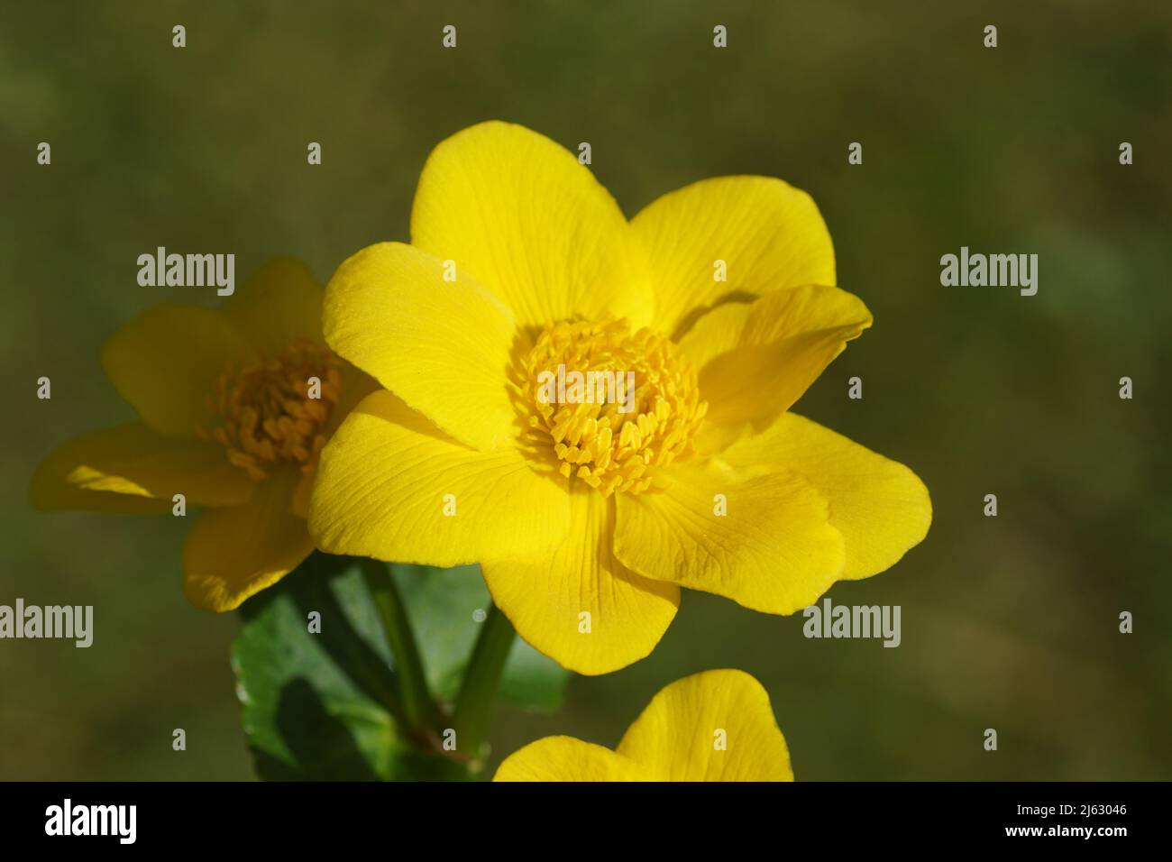 Nahaufnahme der gelben Blume der Sumpfmarmeltier- oder Königspatel (Caltha palustris) der Familie der Butterblume (Ranunculaceae). Verschwommener dunkelgrüner Garten Stockfoto