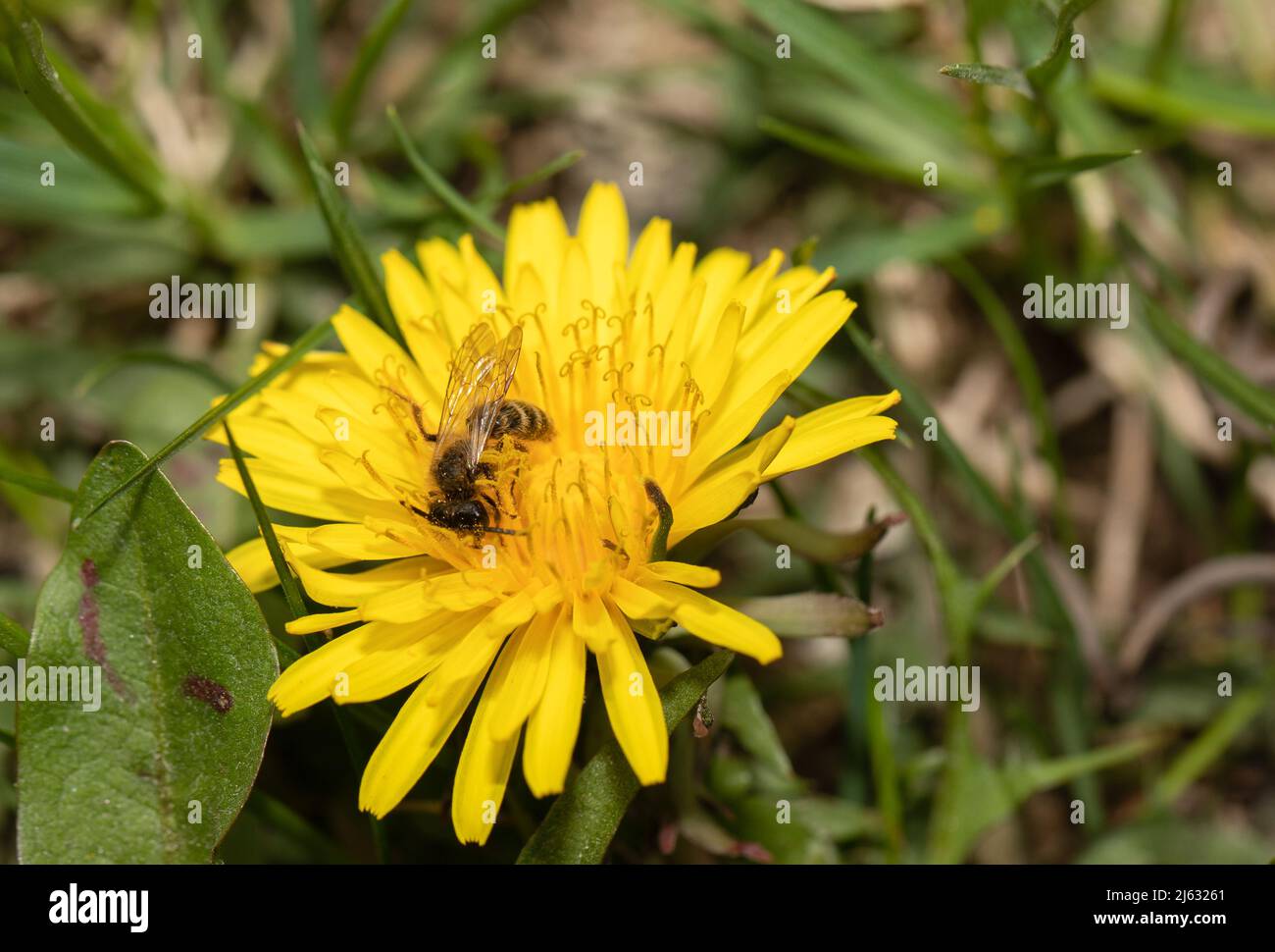 Eine Biene auf einer Milchkrautblüte in Nahaufnahme. Kleine Biene bestäubt einen Dandelion. Stockfoto