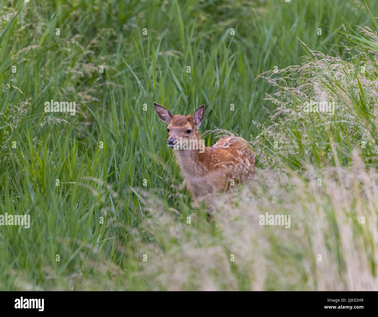 Rothirschbaby (Cervus, elaphus) in einem Schilfbett Stockfoto