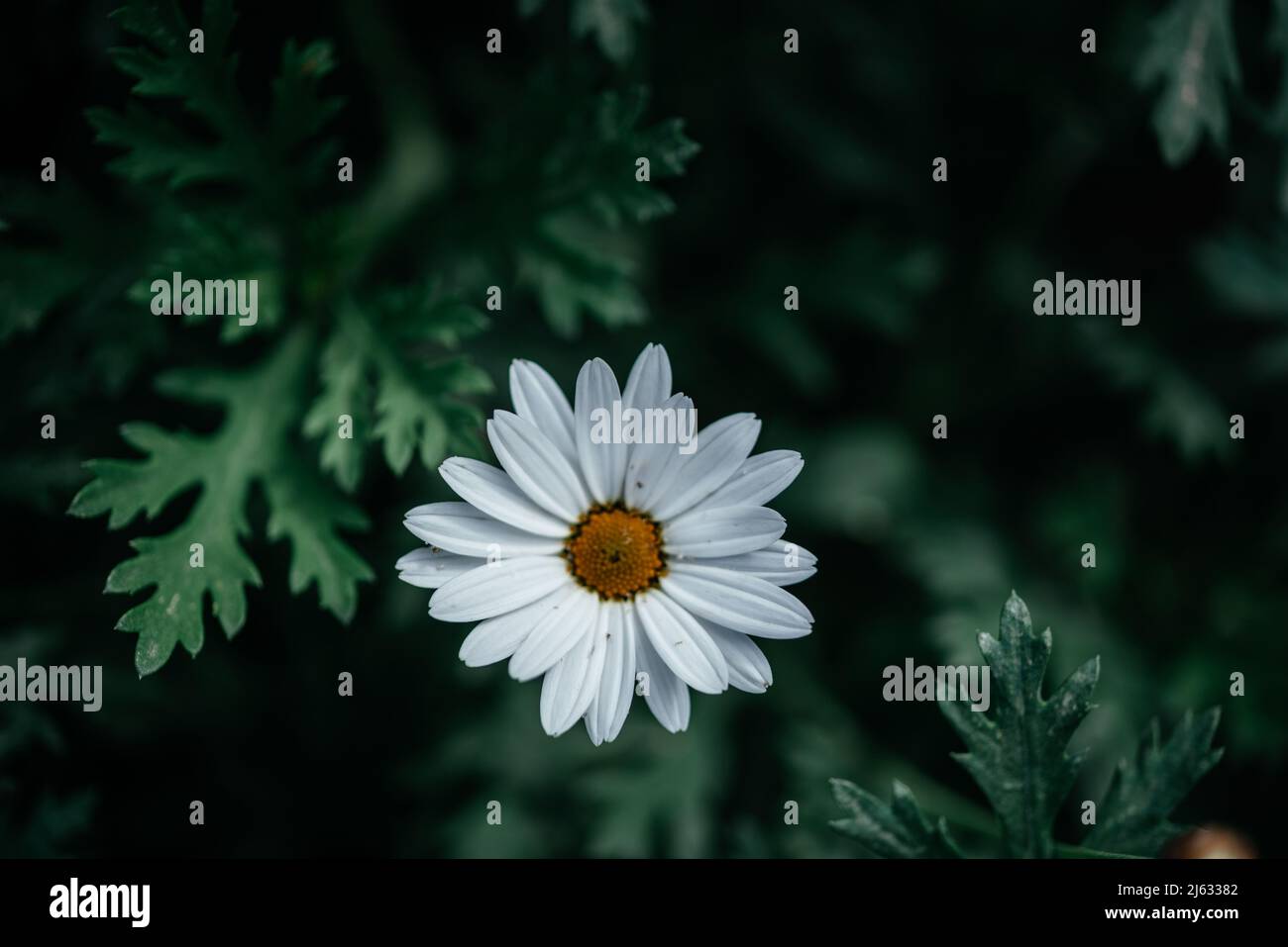 Weiße Gänseblümchen mit grünen Blättern natürlichen Sommer Hintergrund Stockfoto