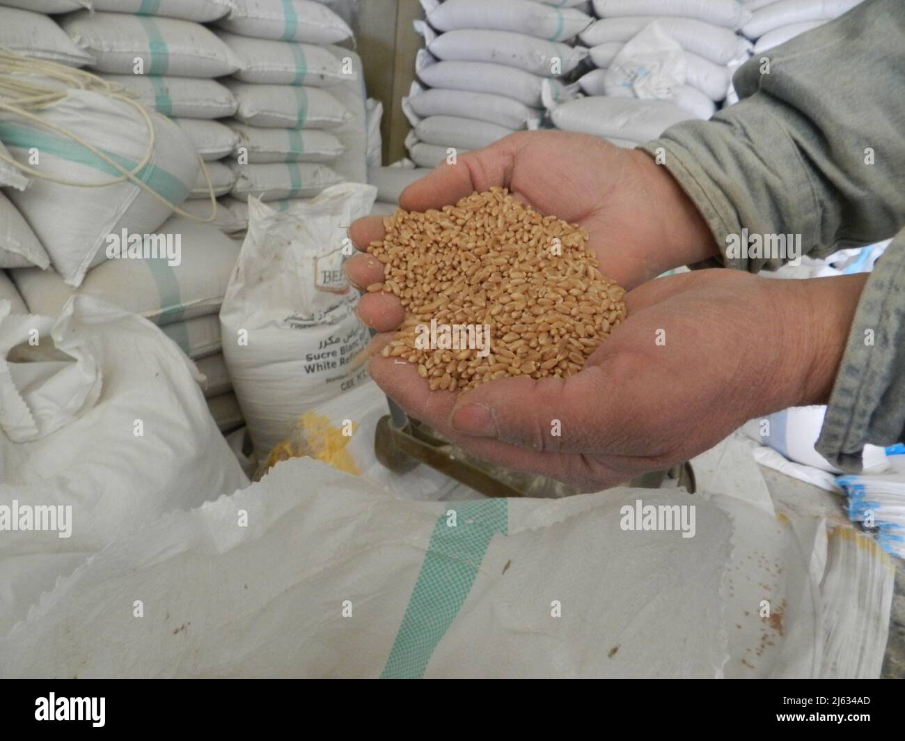 (220427) -- PEKING, 27. April 2022 (Xinhua) -- der Besitzer eines Lagerhauses für Weizen und Getreide zeigt Weizen in Hasbaya, Südlibanon, 28. Februar 2022. Der Konflikt zwischen Russland und der Ukraine hat den Rohstoffmärkten „einen großen Schock“ verursacht und die globalen Muster von Handel, Produktion und Konsum verändert, sagte die Weltbank in einem am 26. April 2022 veröffentlichten Bericht. DIE WELTBANK warnt vor steigenden Nahrungsmitteln und Energiepreisen aufgrund des Russland-Ukraine-Konflikts (Foto: Taher Abu Hamdan/Xinhua) Stockfoto