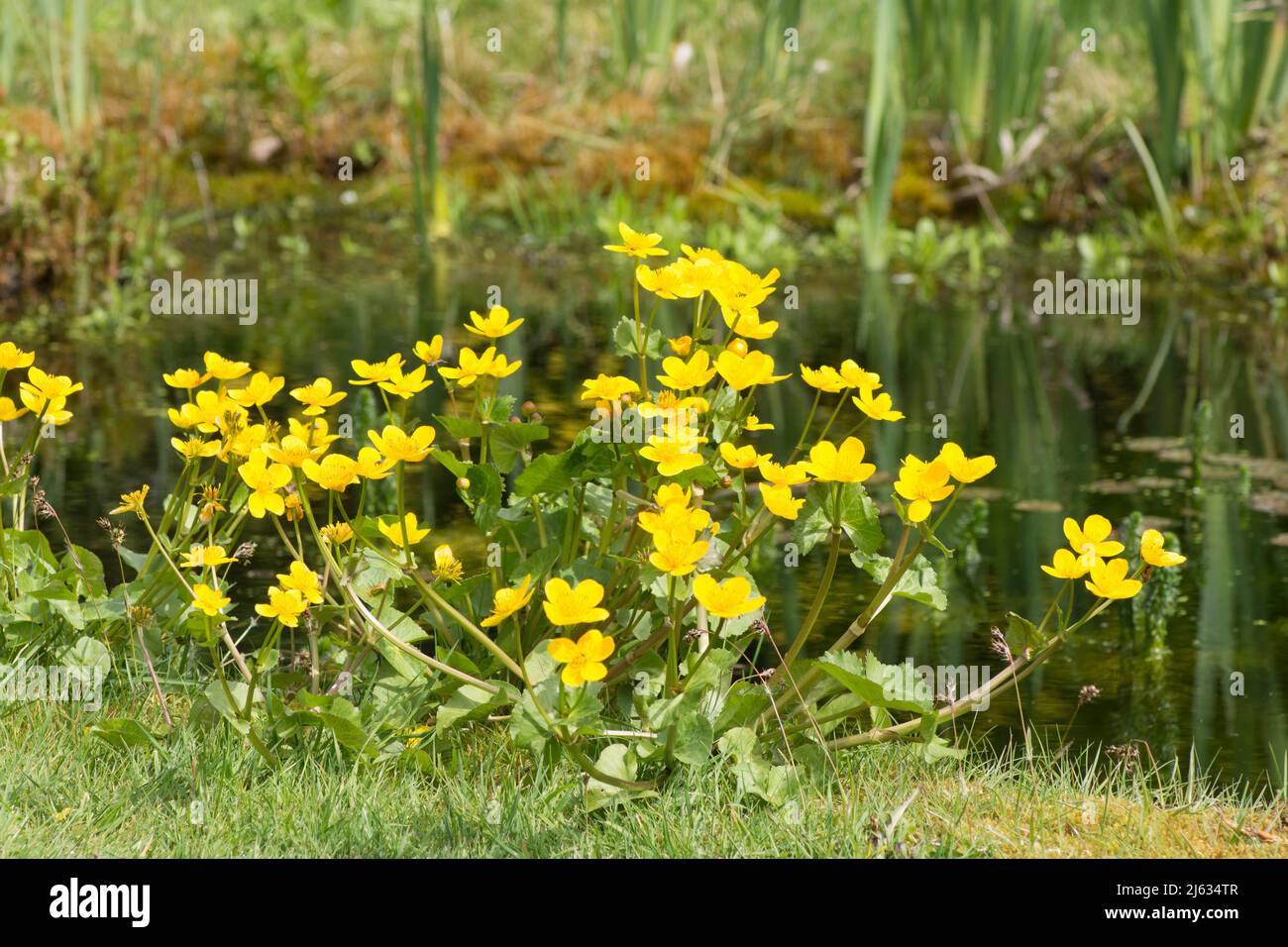 Marsh Ringelblume, Kingcup, Caltha palustris, April, Sussex, VEREINIGTES KÖNIGREICH Stockfoto