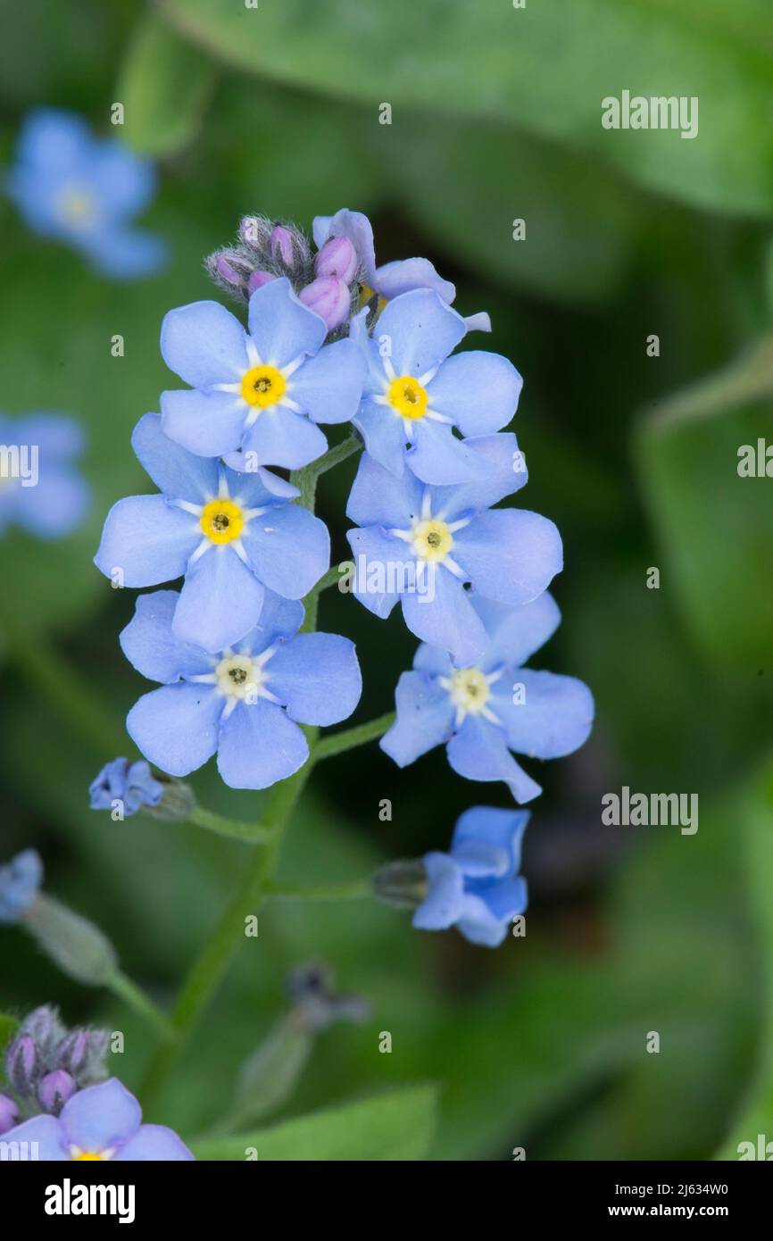 Wood Forget-Me-Not, Wood Forgetmenot, Myosotis sylvatica, April, Sussex, VEREINIGTES KÖNIGREICH Stockfoto