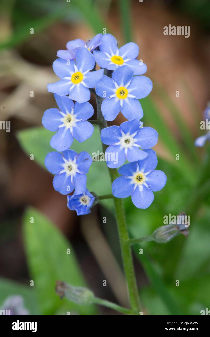 Wood Forget-Me-Not, Wood Forgetmenot, Myosotis sylvatica, April, Sussex, VEREINIGTES KÖNIGREICH Stockfoto