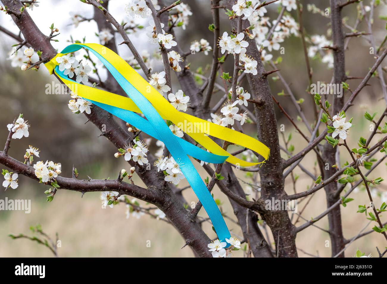 Bunte blaue und gelbe Stoffbänder auf einem blühenden Baum im Garten im Frühling. Ukrainische patriotische Symbole, Flaggen Farben Stockfoto