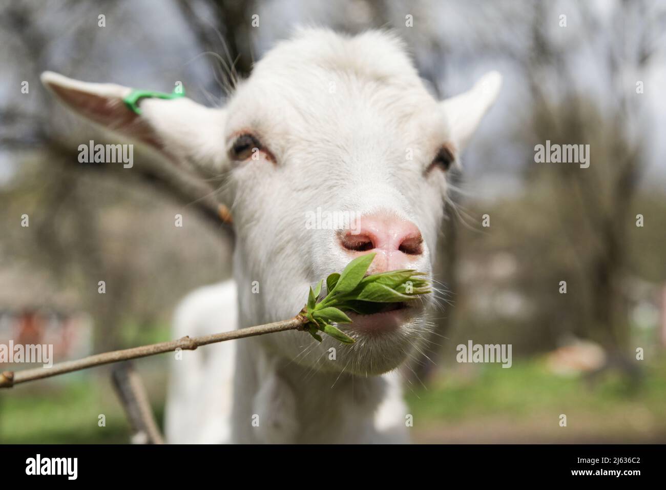 Süße Ziege, die die frischen Blätter auf dem Baum isst. Nutztier. Stockfoto