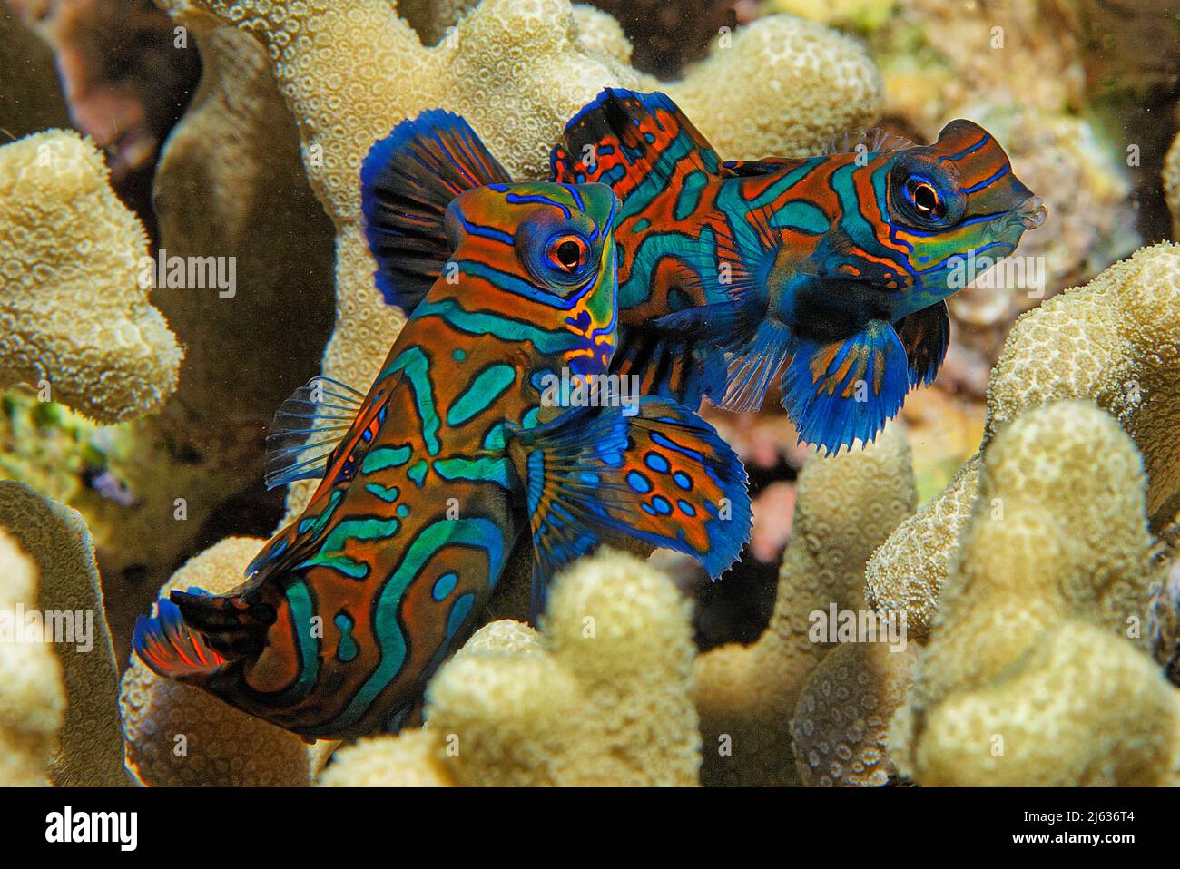 Mandarinenfisch (Synchiropus spendidus), Paarung, Raja Ampat, Irian Jaya, Westpapua, Indonesien, Pazifischer Ozean Stockfoto