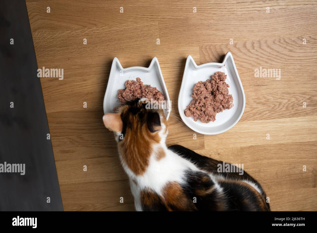 Draufsicht auf Calico Katze, die nasses Katzenfutter isst Stockfoto