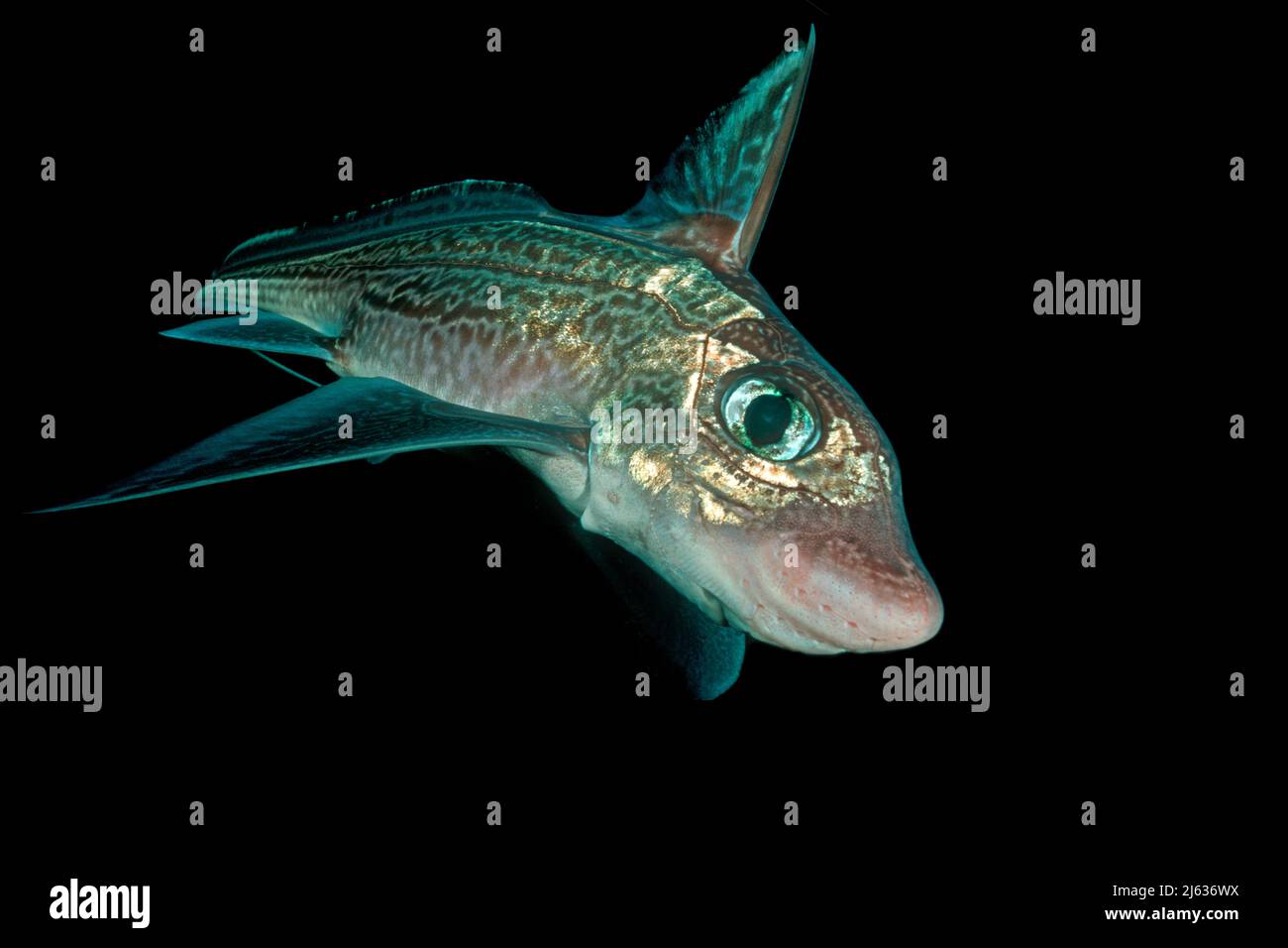 Kaninchenfisch, Männchen (Chimera monstrosa), Tiefseefisch, Bergen, Hordaland, Norwegen, Nordatlantik Stockfoto
