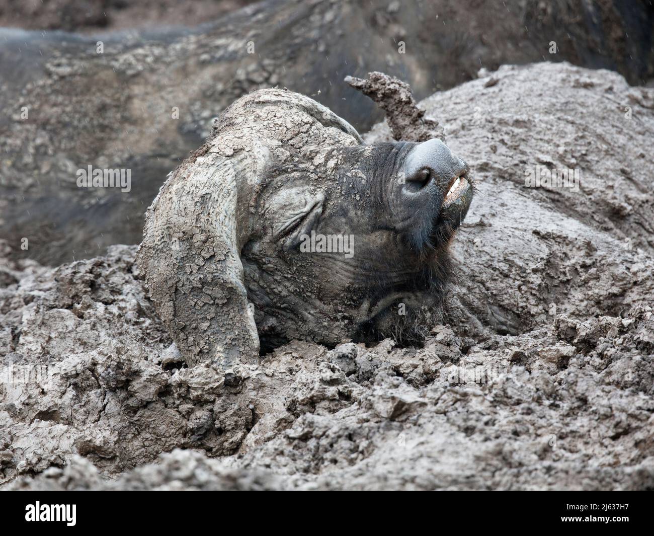 Cape Buffalo (Syncerus Caffer Caffer) genießt ein Schlammbad im Ngorongoro Crater, Tansania Stockfoto