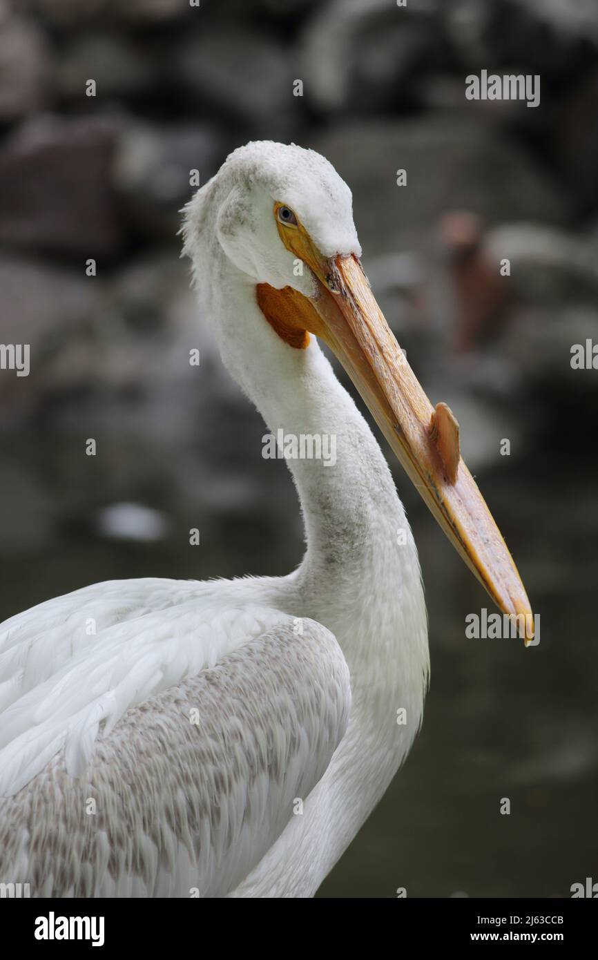 Amerikanische Weißpelikane sind einer der größten Vögel Nordamerikas und können bis zu 30 Pfund wiegen. Der massive gelb-orange Schnabel mit großem fleischigen Stockfoto