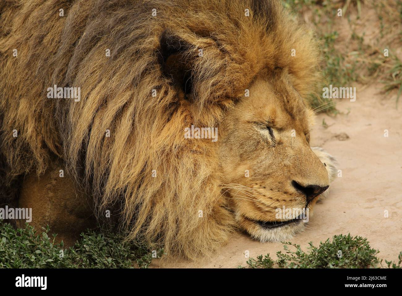 Eine Nahaufnahme eines männlichen Löwen, der schläft. Dieser Löwe hat Narben und Spuren von Kämpfen. Stockfoto