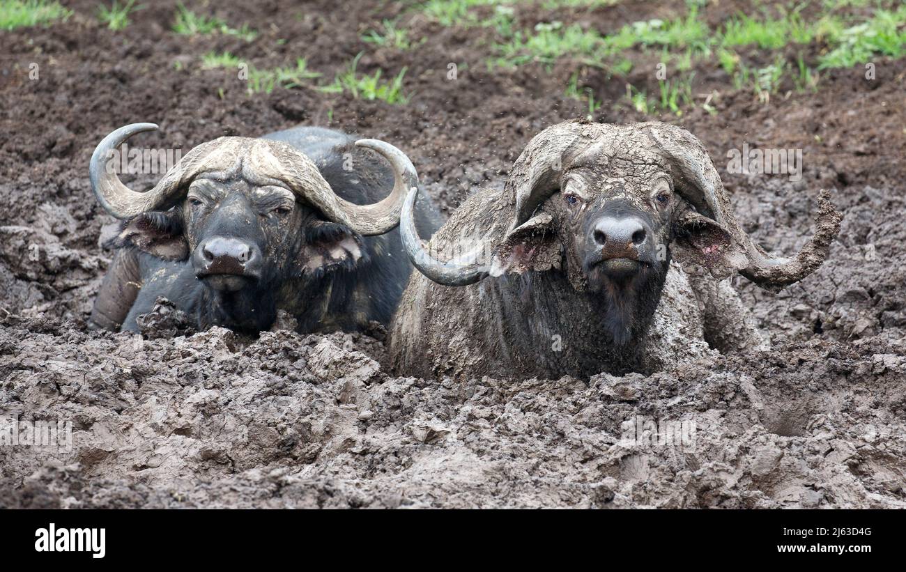 Kapbüffel (Syncerus Caffer Caffer) liegen tief im Schlamm des Ngorongoro-Kraters in Tansania Stockfoto
