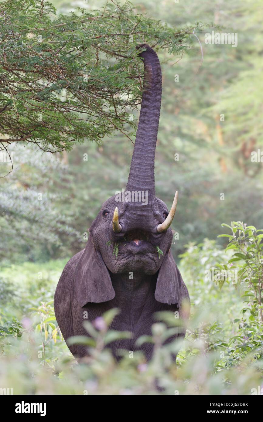 Afrikanischer Elefant, der mit seinem Rüssel in einen Akazienbaum greift, um sich im Ngorongoro-Krater zu ernähren Stockfoto