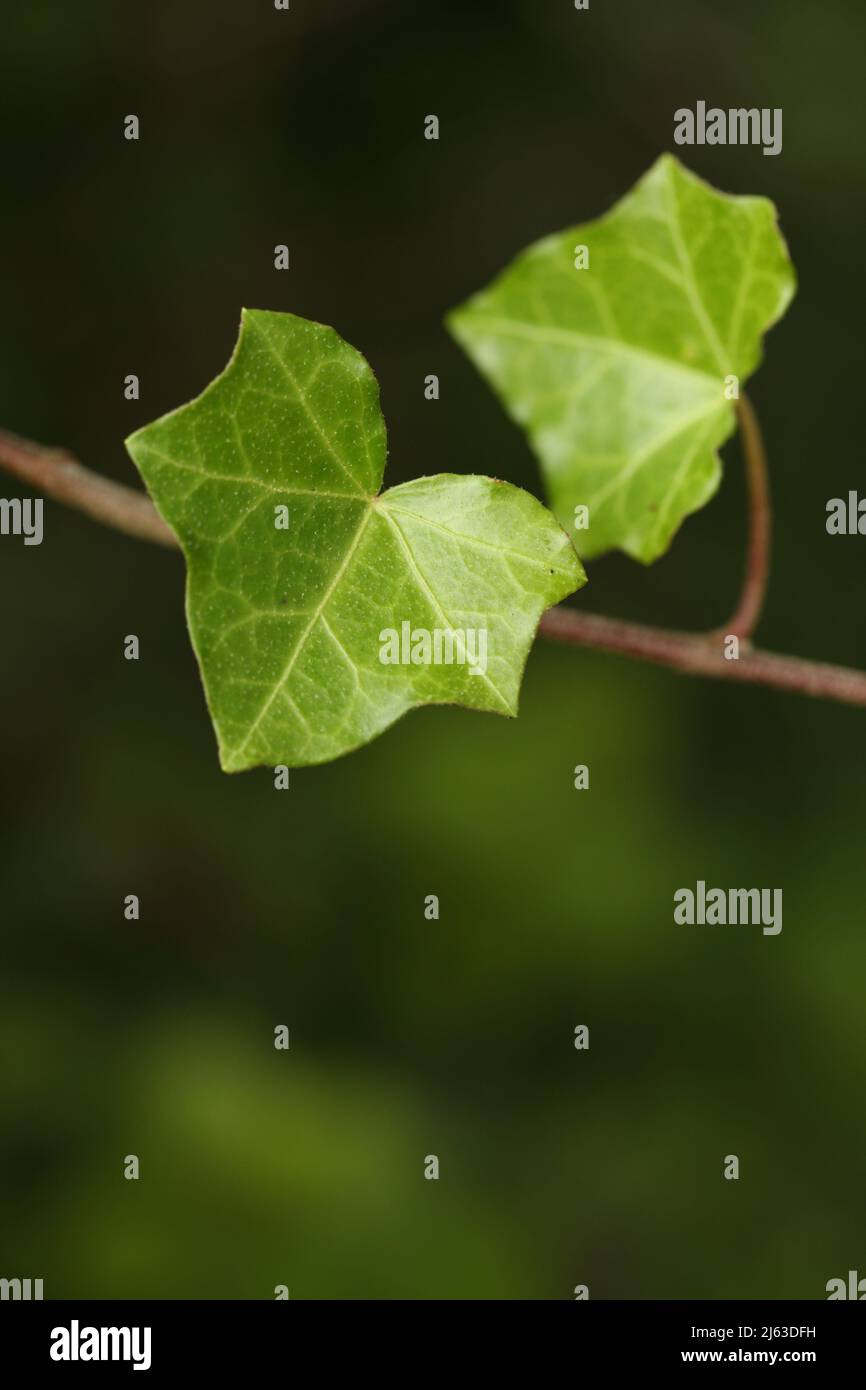 Efeu arten -Fotos und -Bildmaterial in hoher Auflsung  Alamy
