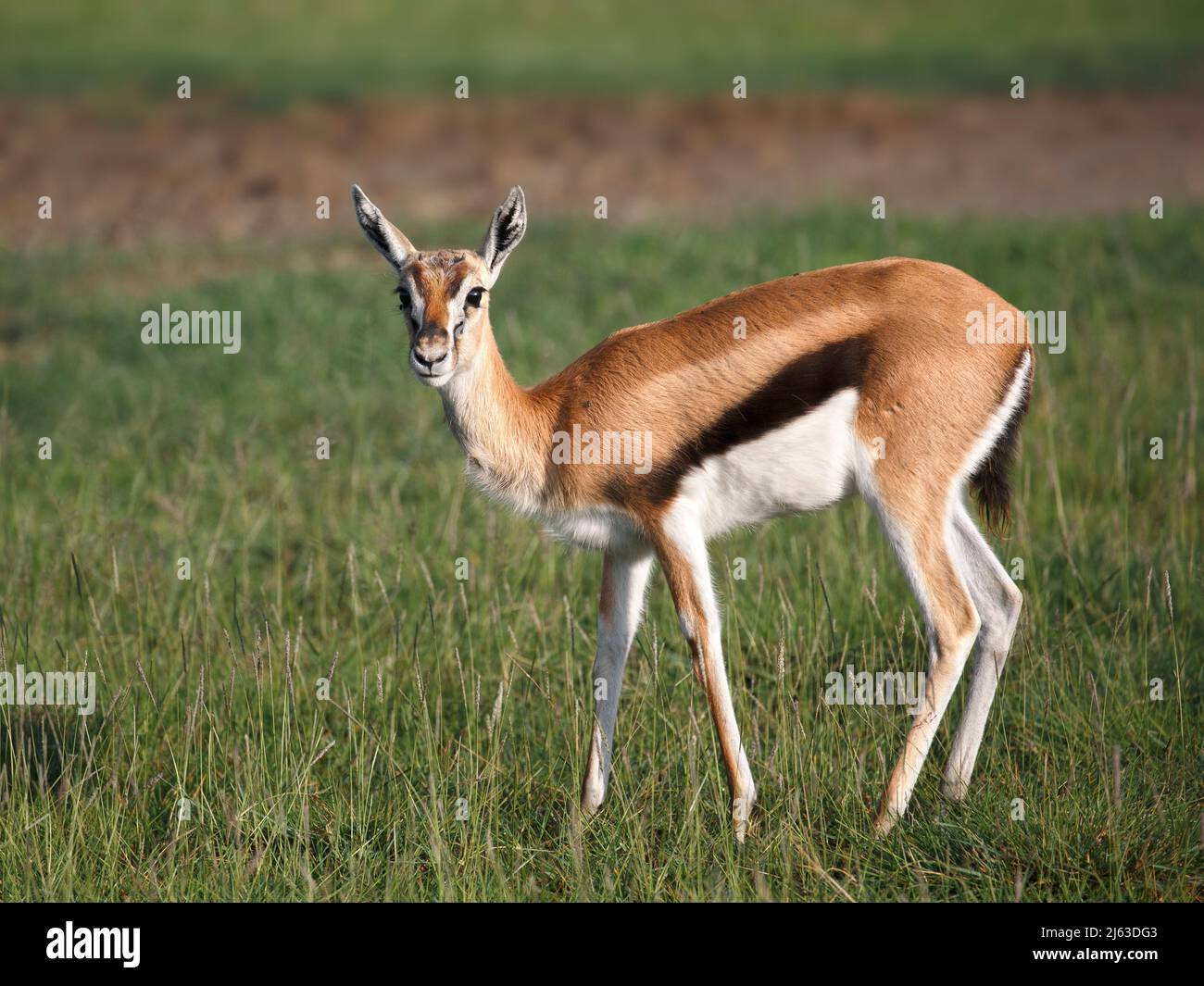 Weibliche Thomson-Gazelle (Eudorcas thomsonii) im Ngorongoro-Krater, Tansania Stockfoto