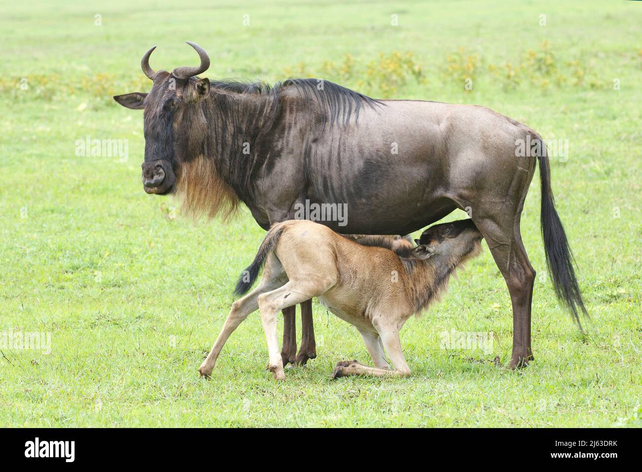 Neugeborenes blaues Wildebeest-Kalb von seiner Mutter im Ngorongoro-Krater in Tansania Stockfoto