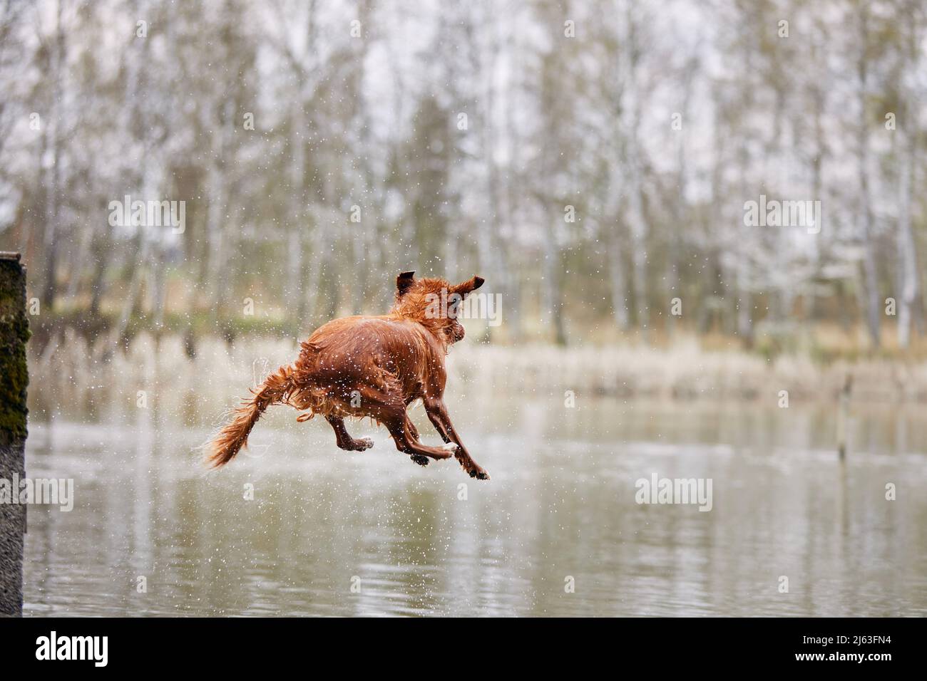 Glücklicher Hund springt in den See. Selektiver Fokus auf Nova Scotia Duck Tolling Retriever in Moution. Stockfoto