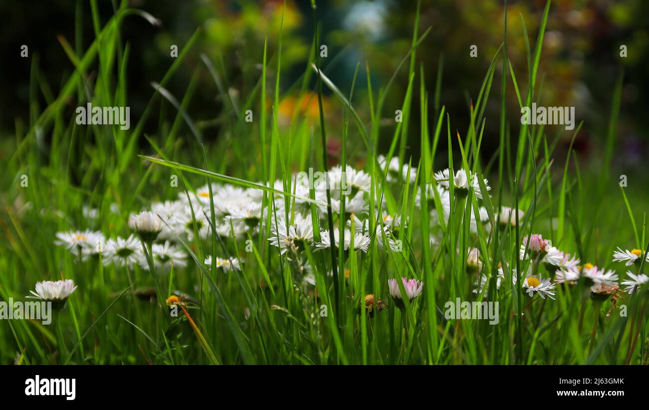 Blume Daisy Common Daisy Lawn Daisy. Daisy blüht Bellis perennis im Gras. Stockfoto