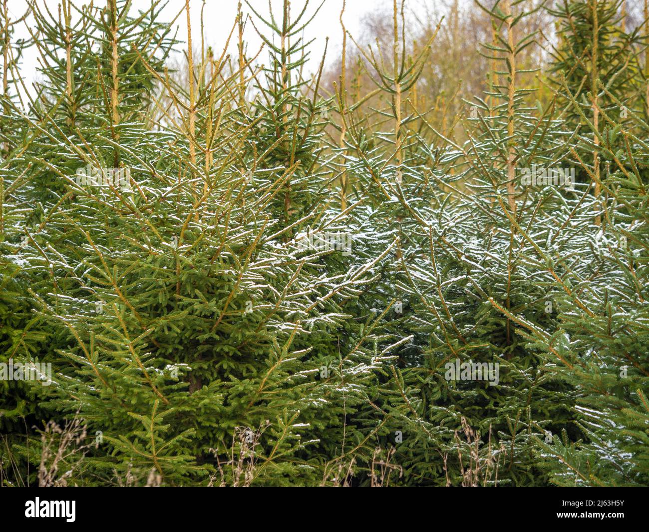 Weihnachtsbäume leicht mit Schnee bedeckt, wächst auf einer Weihnachtsbaumfarm in North Yorkshire, Großbritannien Stockfoto