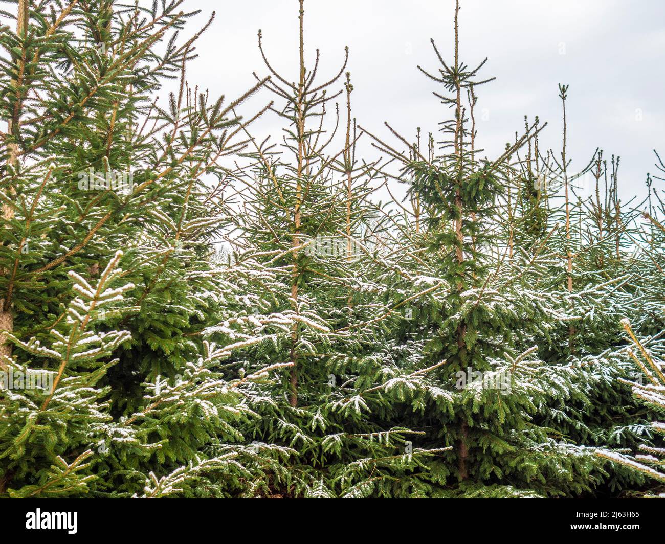 Weihnachtsbäume leicht mit Schnee bedeckt, wächst auf einer Weihnachtsbaumfarm in North Yorkshire, Großbritannien Stockfoto
