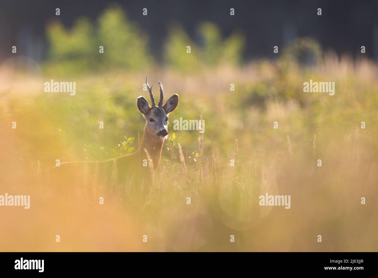 Interessierte Rehe gucken aus dem Busch in der sommerlichen Natur Stockfoto