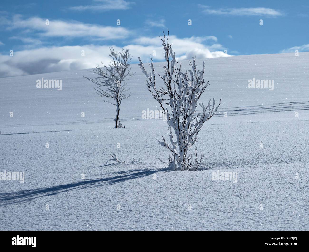 Zwei junge Bäume in makellosem weißem Schnee Stockfoto