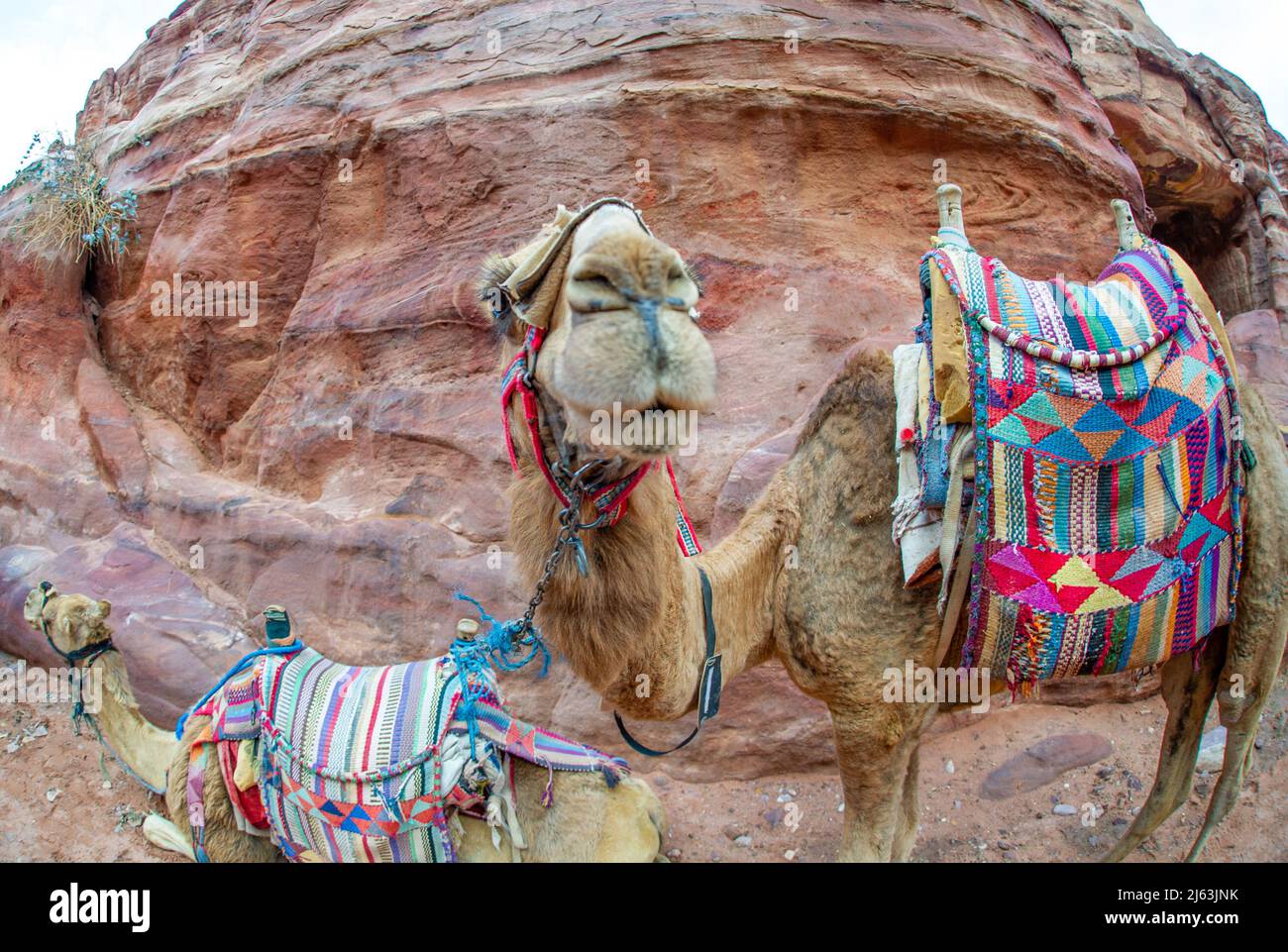 Kamele ruhen in Petra Jordanien und warten darauf, dass neue Touristen durch den gesamten Petra Park schlendern Stockfoto