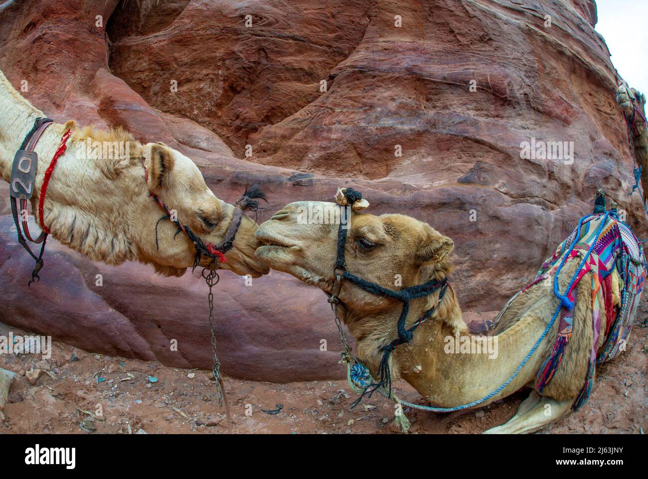 Kamele ruhen in Petra Jordanien und warten darauf, dass neue Touristen durch den gesamten Petra Park schlendern Stockfoto