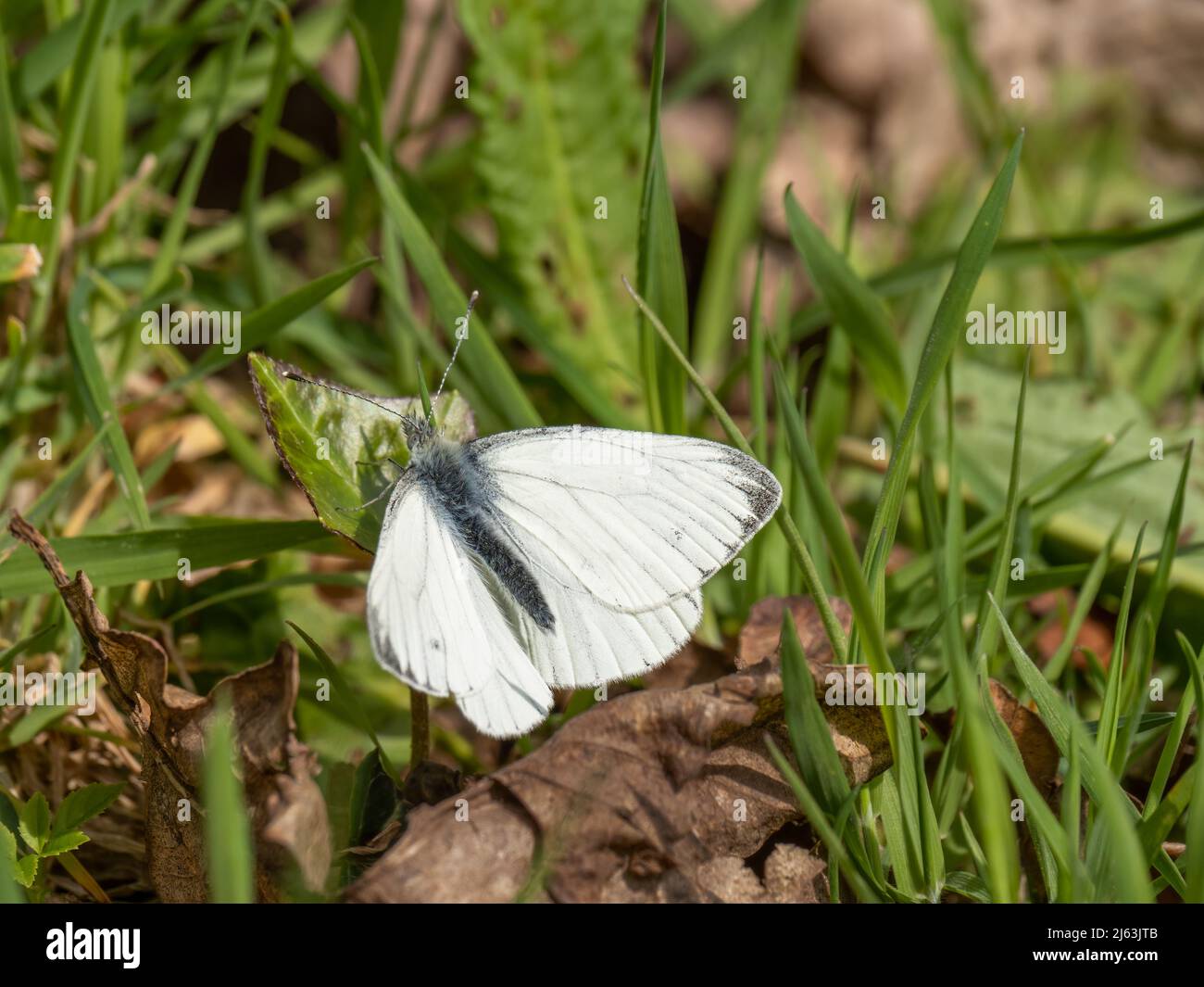 Der grün-aderne weiße Schmetterling Pieris napi ruht bei Sonnenschein. Stockfoto