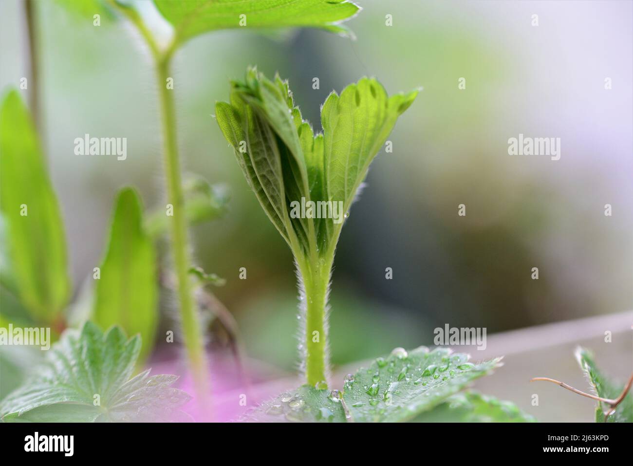 Grün nasses wachsendes Erdbeerblatt nach Regen Stockfoto