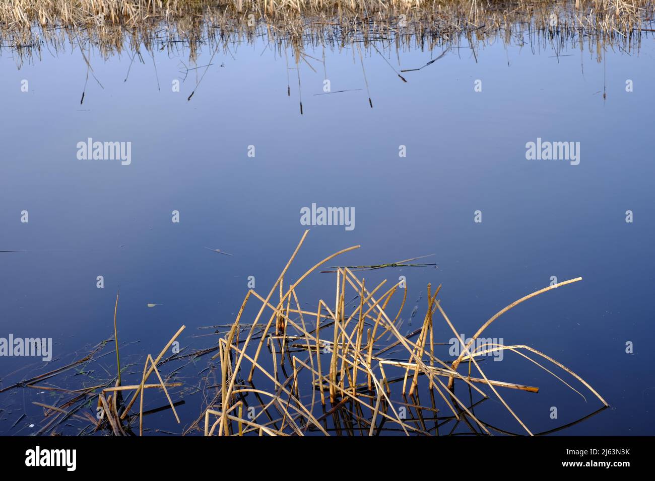 Minimalistisches Foto von Schilf am Kanalufer Stockfoto