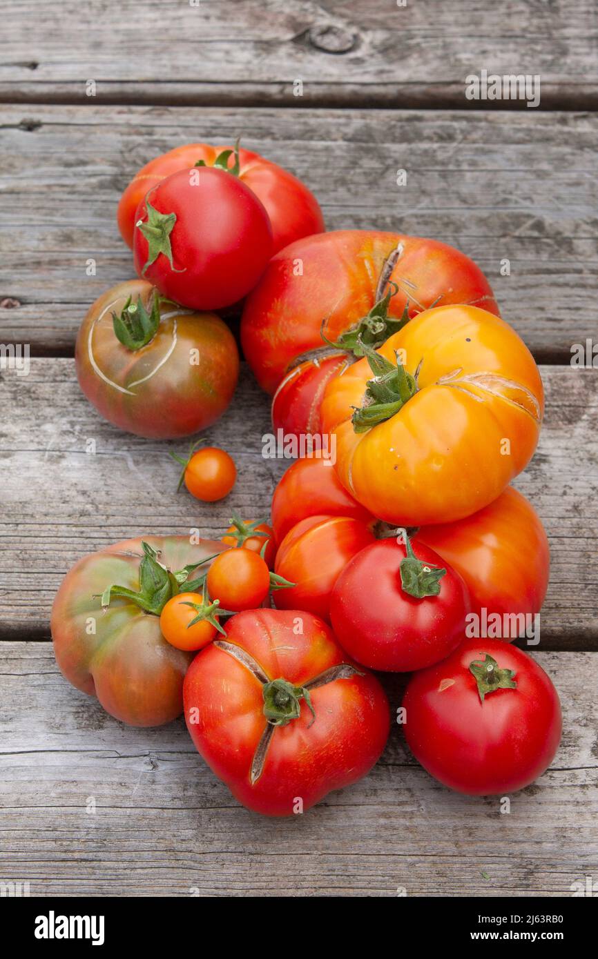 Eine bunte Auswahl frisch gepflückter Erbstücke aus einem Spätsommerhausgarten, auf verwittertem Holzhintergrund, Foto von oben. Stockfoto