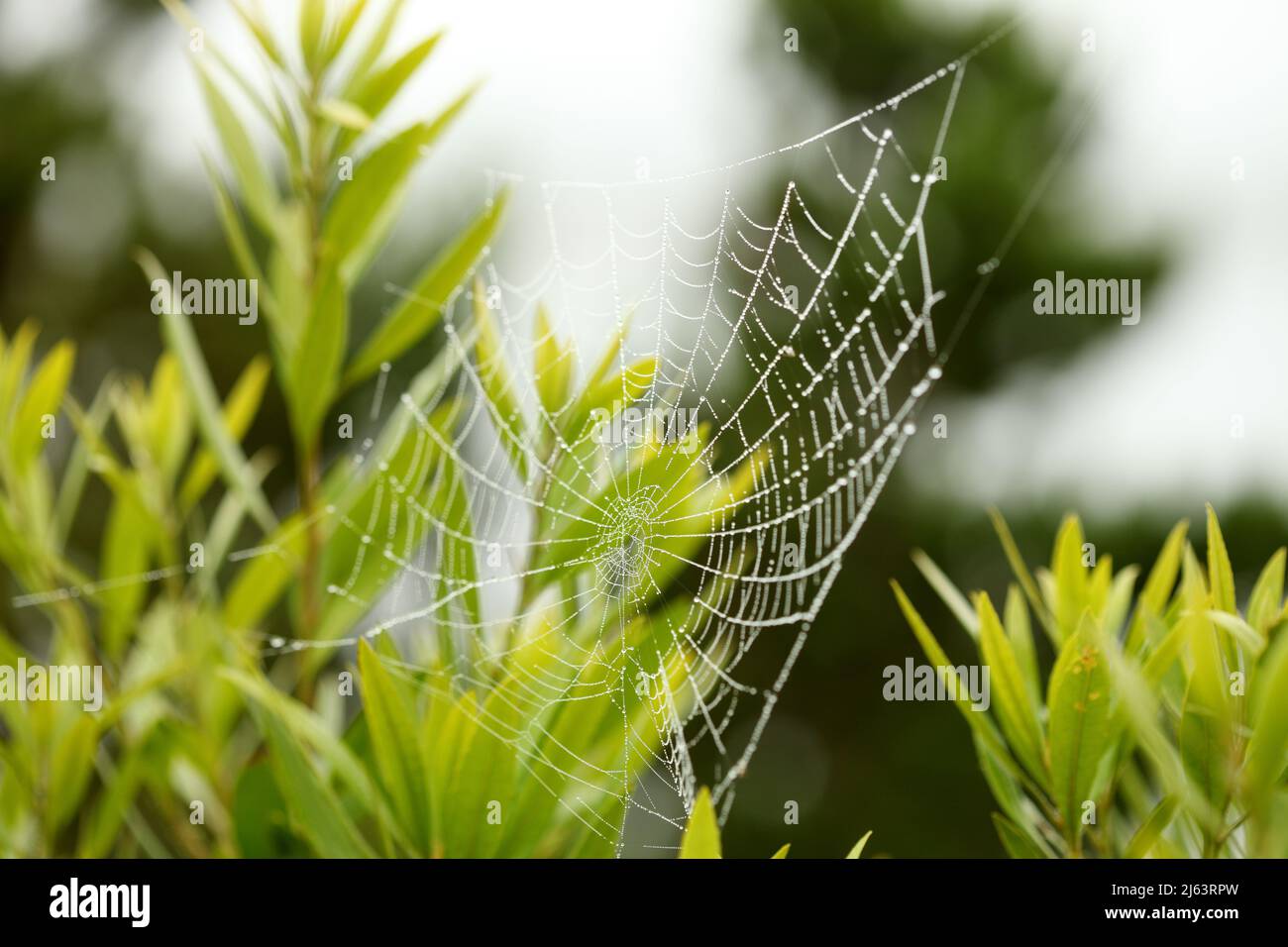 Am frühen Morgen tropft der Tau auf ein Spinnennetz.V Stockfoto