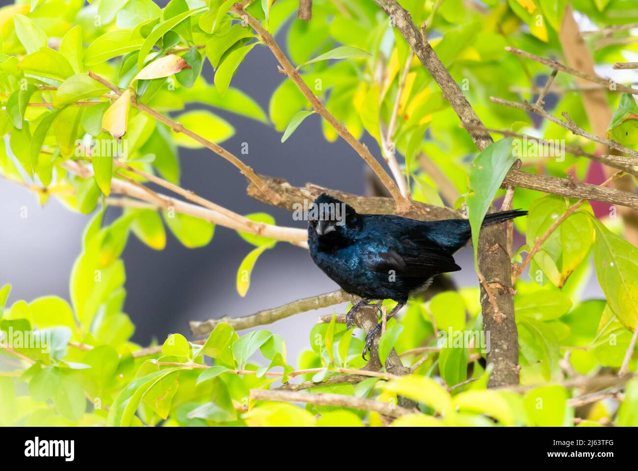 Klein, blau-schwarz Grassquit, Volatinia jacarina, thront in einem Baum mit Blättern. Vogel in freier Wildbahn Stockfoto