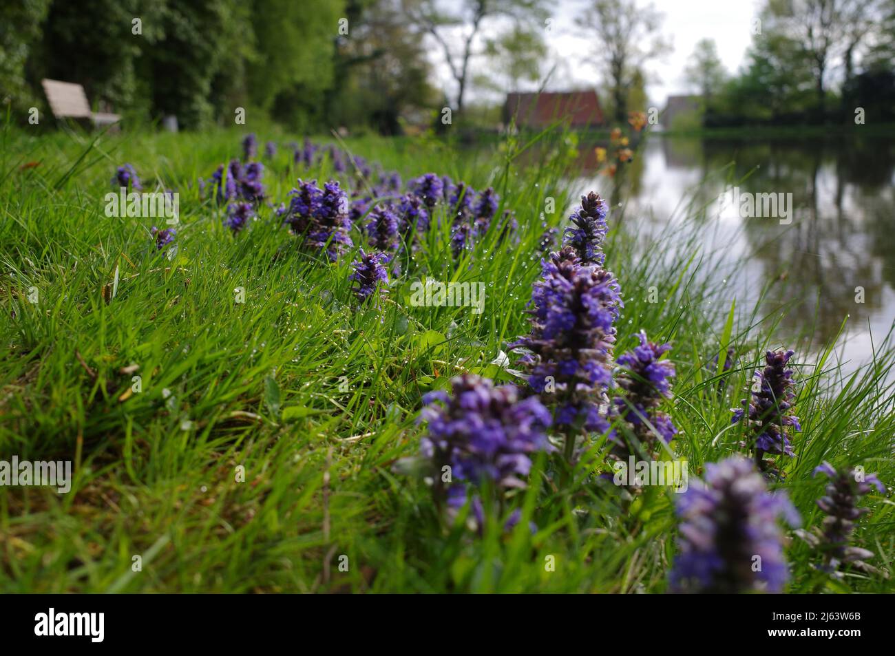 Ajuga reptans oder gewöhnlicher Bäuel wächst am Ufer eines kleinen Sees. Die alte Wassermühle und die Bäume sind in der Ferne aus dem Blickfeld zu sehen Stockfoto