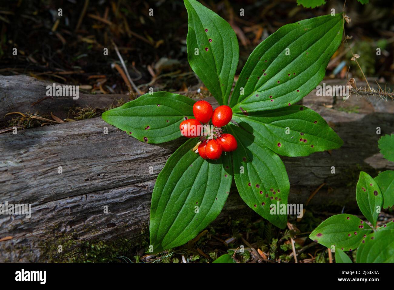 Westliche Bunchberry, Cornus unalaschkensis, mit leuchtend roten Steinbeeren (Früchte) ist eine verbreitete einheimische Bodendecke in pazifischen Nordwestwäldern. Stockfoto