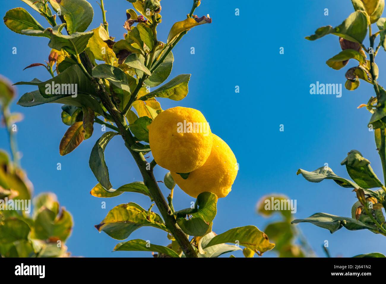 Gelbe Zitrone auf dem Baum in Zypern. Stockfoto