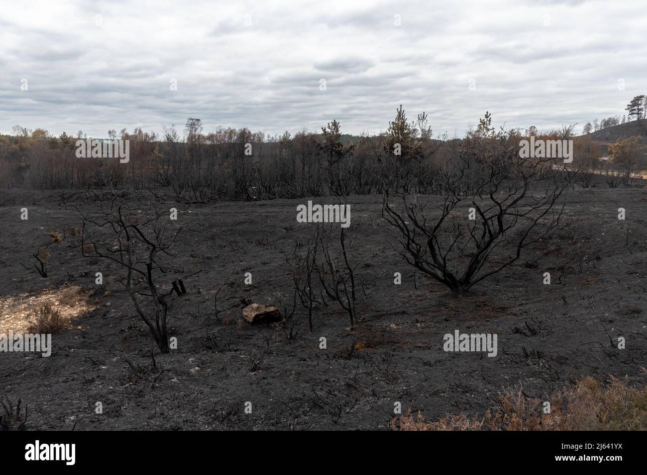 Ash Ranges, Pirbright, Surrey, Tage nach einem großen Heidenbrand verbrannten 300 Hektar Land im Besitz von MOD, ein wichtiger Lebensraum für Wildtiere, Großbritannien, April 27 2022 Stockfoto
