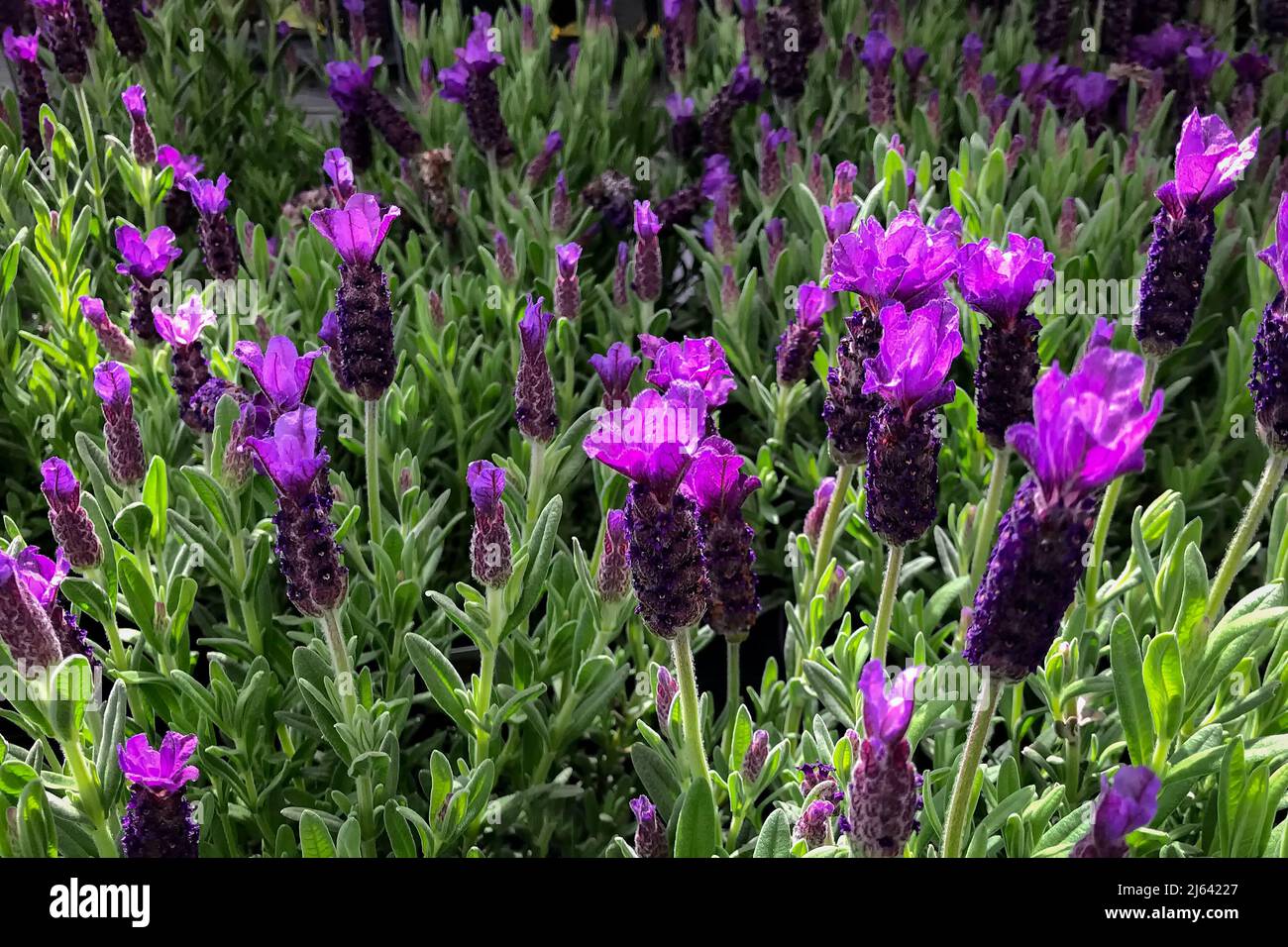 Französischer Lavendel Stockfoto
